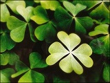 clover