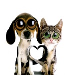 cat-dog-love